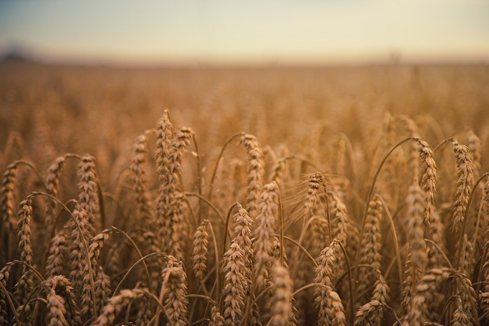 Wheat field by Johannes Plenio
