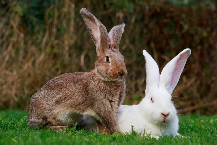 Two rabbits sitting on grass
