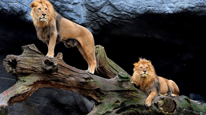 Two lions on a log in a rocky enclosure