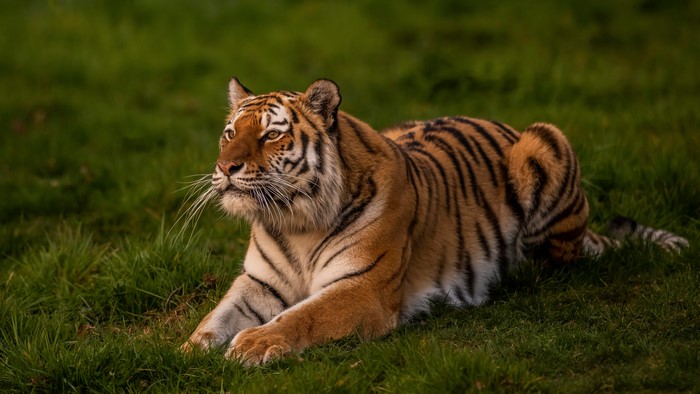 Tiger lying on green grass