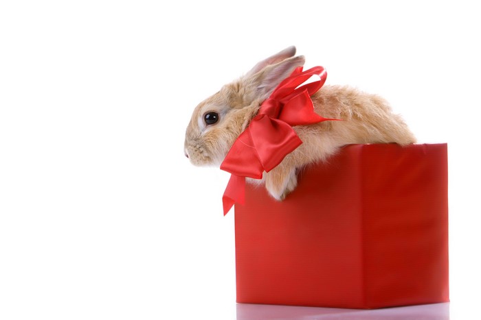 Rabbit with red bow in a red box