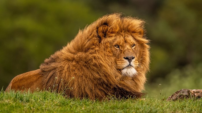Majestic Lion Sitting Calmly in Green Grass