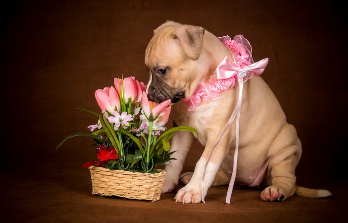 Puppy with Tulips and Pink Bow