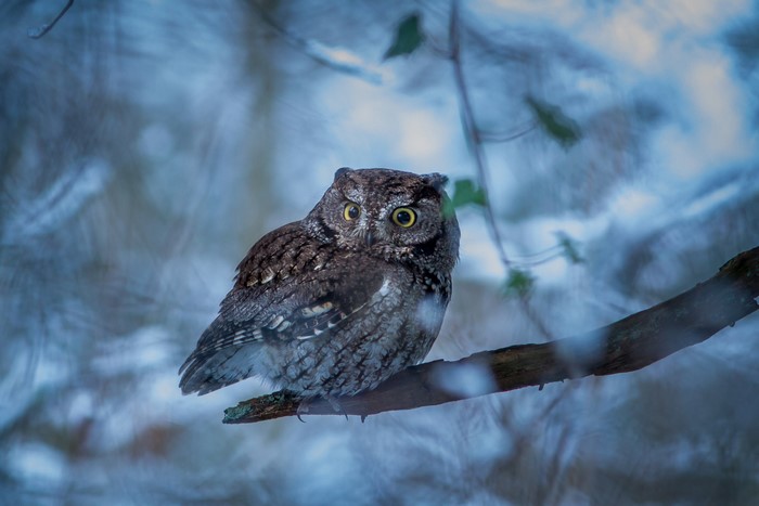Flammulated owl perched on a branch