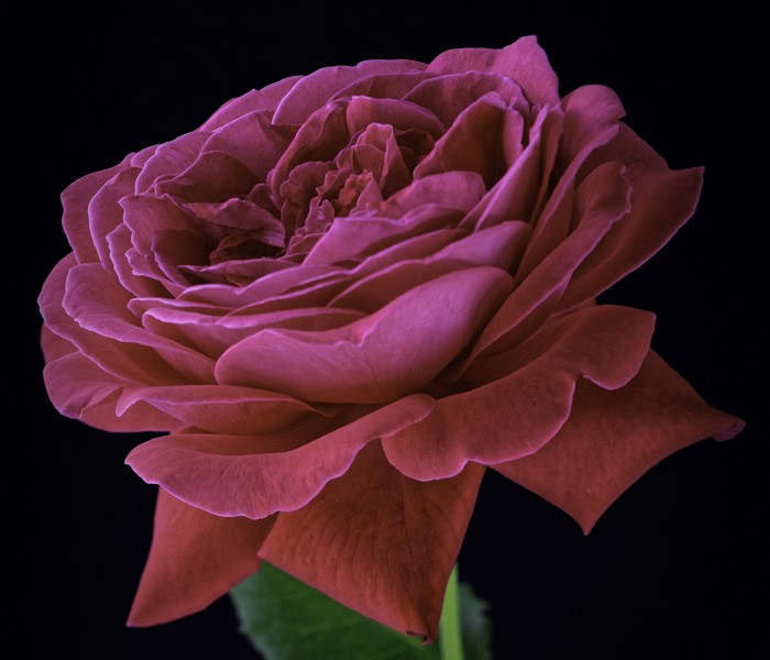 Close-up of a pink rose on a black background