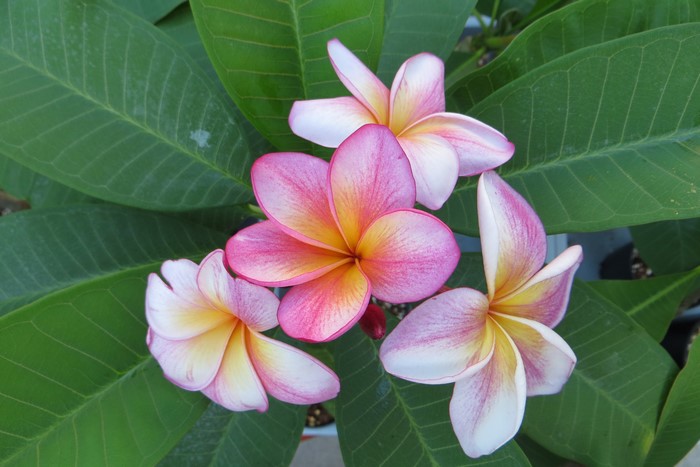 Plumeria flowers with green foliage