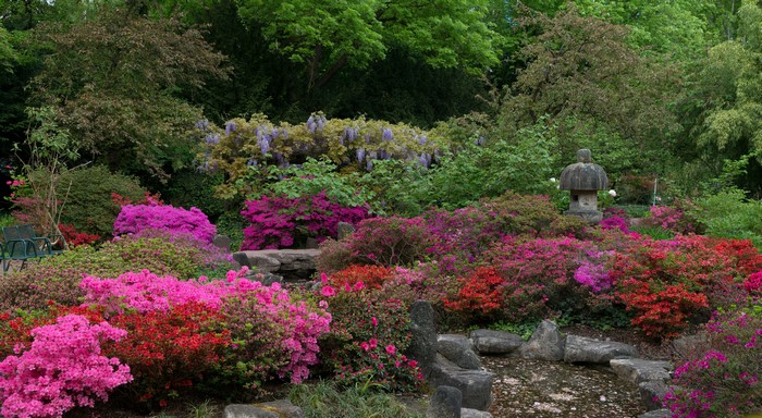 Rhododendron shrubs and stone lantern in a park in Karlsruhe, Germany
