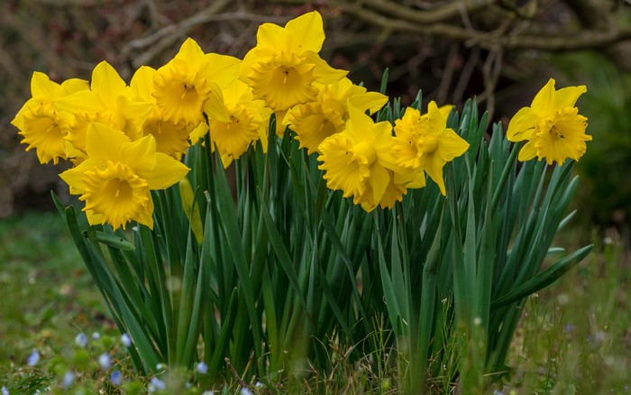 4K Yellow Daffodils Closeup