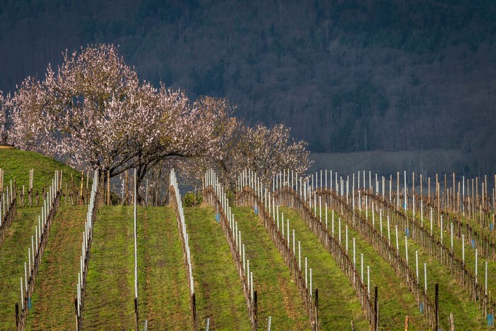 Vineyards and flowering trees in Mittelwihr, France