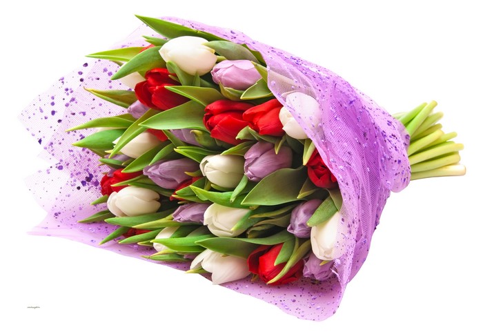 Bouquets of Multicolor Tulips