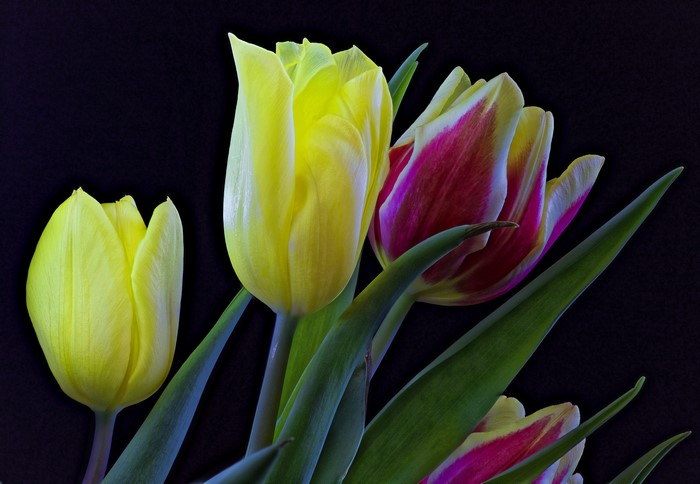 Tulips closeup on black background