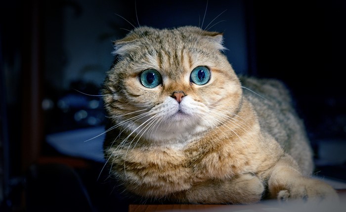 Scottish Fold cat with blue eyes looking up