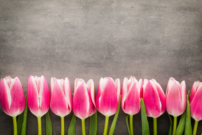 Pink Tulips on a Gray Background