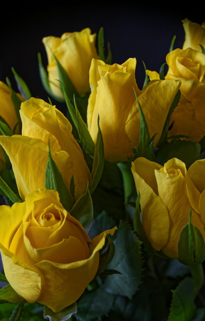 Yellow Roses with Black Background