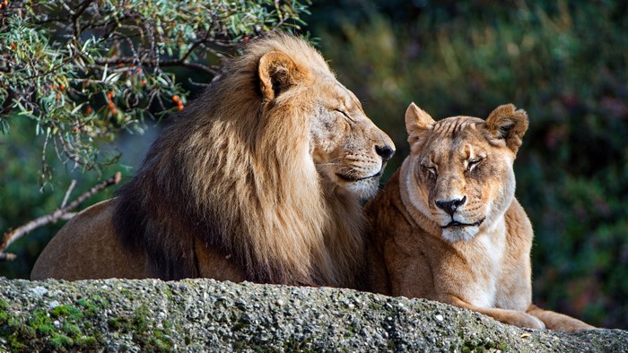 4K Close-Up of Majestic Lion and Lioness Together