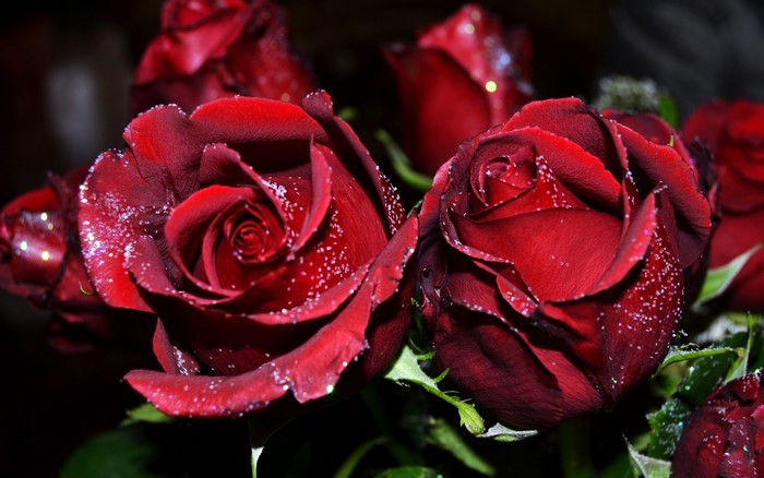 Close-up of dark red roses with water droplets