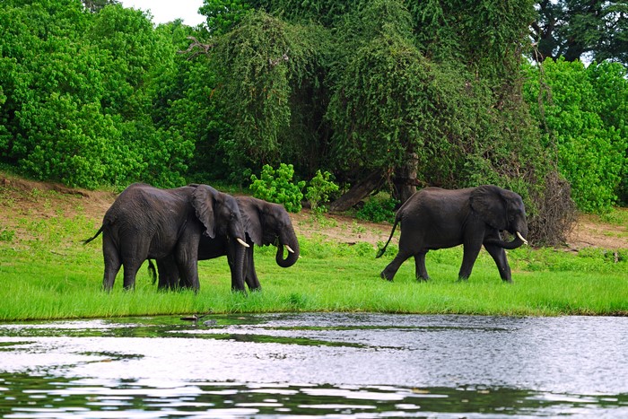 Three Elephants by the Water
