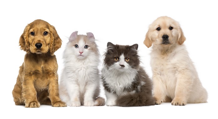 Four puppies and kittens on white background