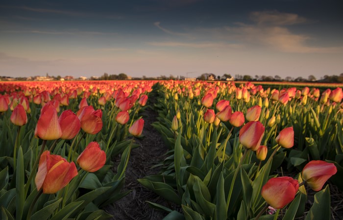 Field of Red and Yellow Tulips at Sunset
