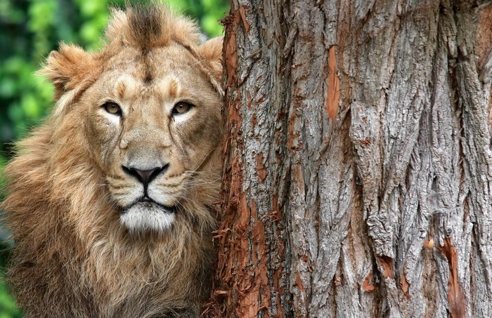 Lion peeking from behind a tree trunk