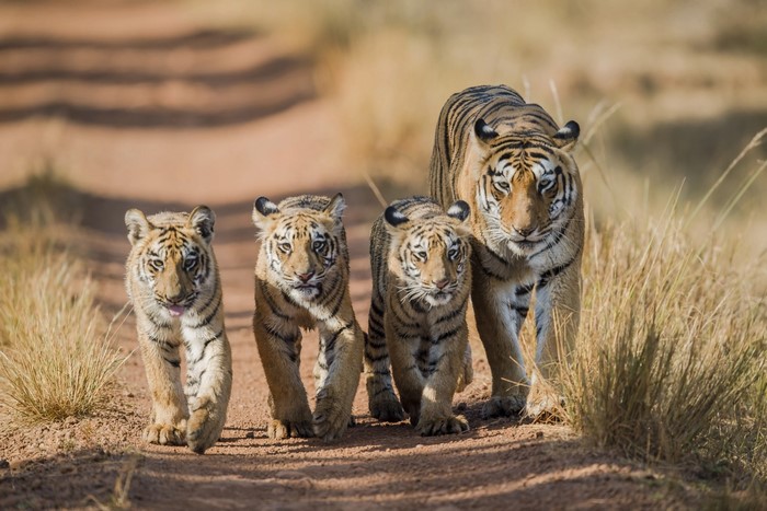 Tigers and cubs walking on a dirt path