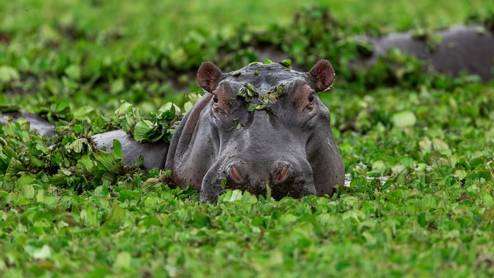 Hippos in a Swamp with Foliage