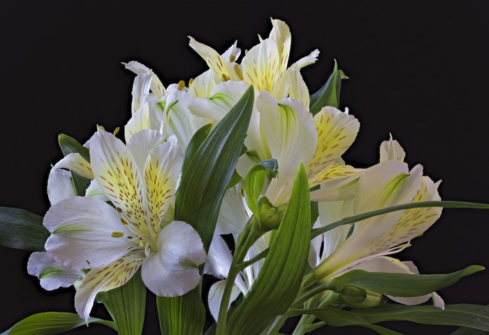 White Alstroemeria flowers on black background