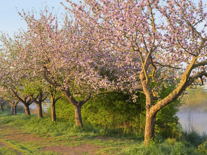 Row of flowering trees in spring