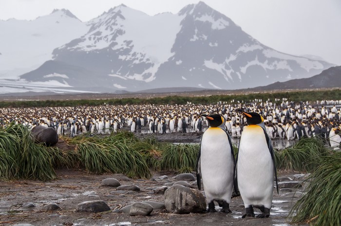 King Penguins in Antarctica with Snowy Mountains