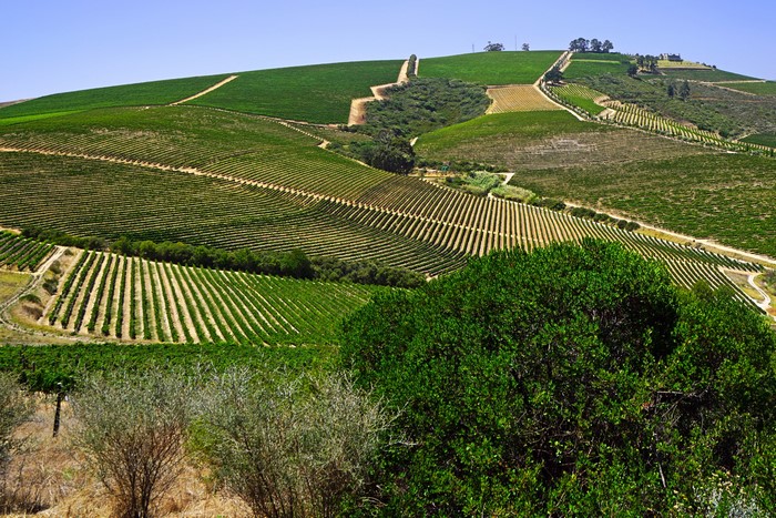 Vineyards on rolling hills in Stellenbosch, South Africa