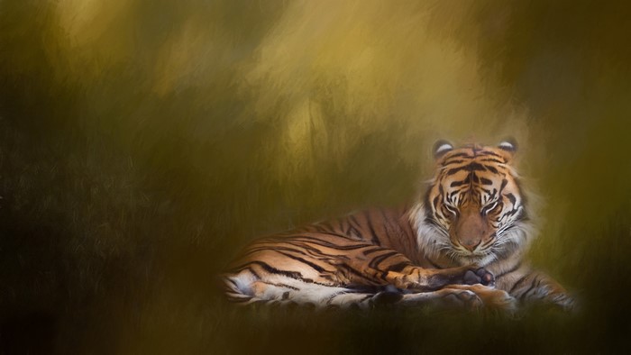 Tiger lying down in a painterly style