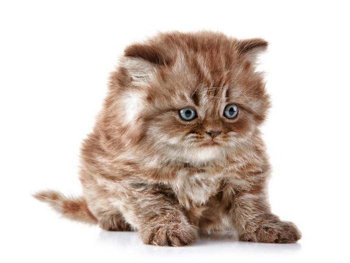 Fluffy brown kitten with blue eyes