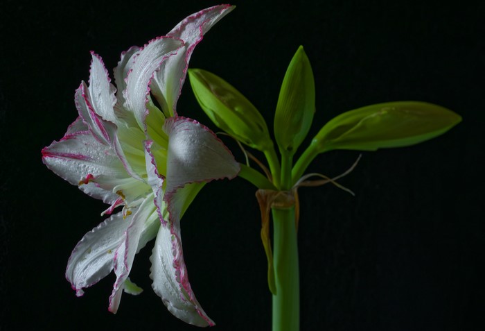 White Amaryllis flower with pink edges and buds