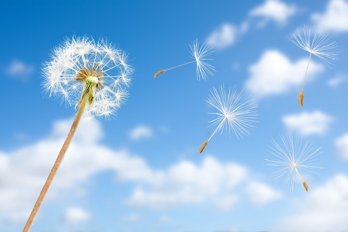 Dandelion seeds blowing in the wind against a blue sky