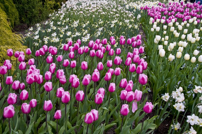 Pink and white tulips and daffodils in a garden