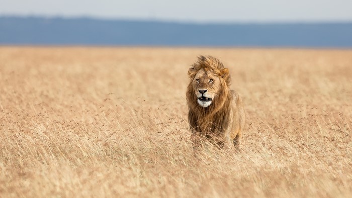 Lion in a dry grassy field in Africa