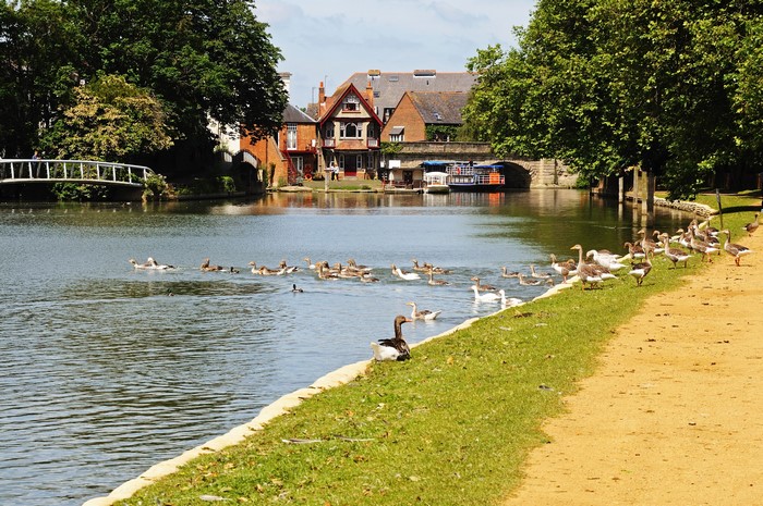 Geese swimming and resting by a river in Oxford, England