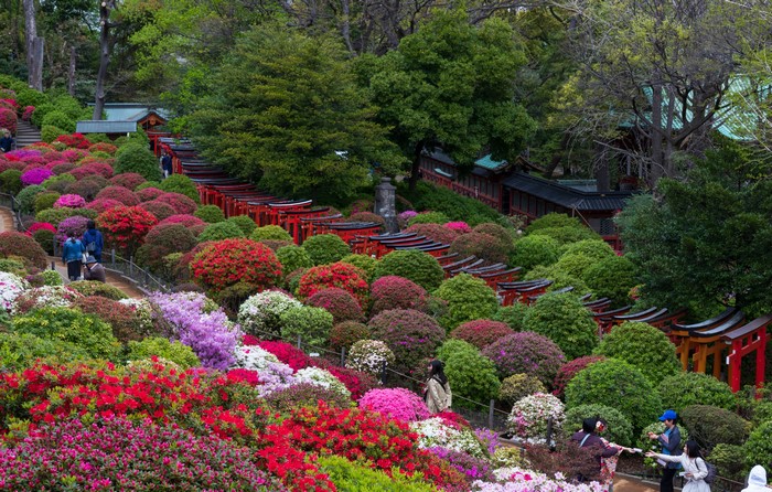 Azaleas and Torii Gates at a Japanese Shrine