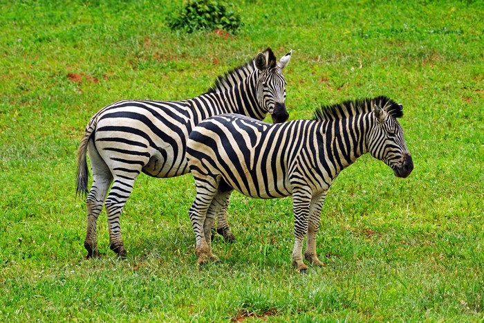 Two zebras standing in a grassy field