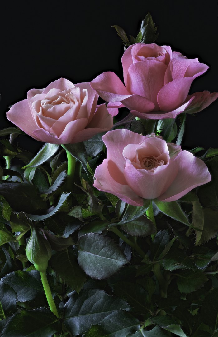 Three pink roses with foliage on black background