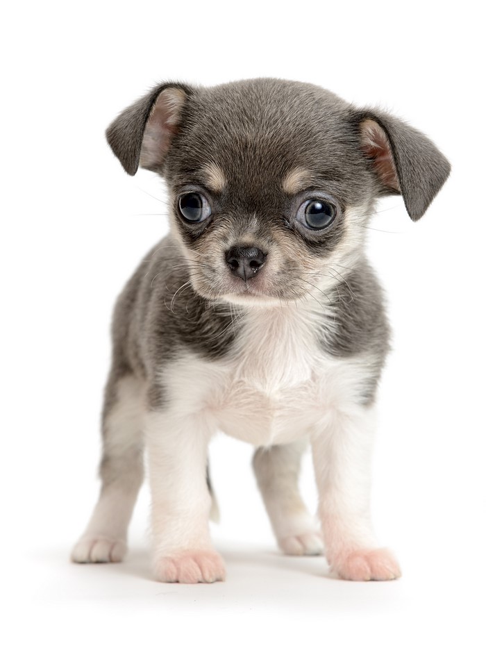 Adorable Grey and White Chihuahua Puppy