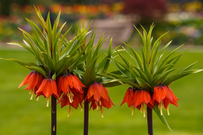 Red Fritillaria Flowers in Green Garden