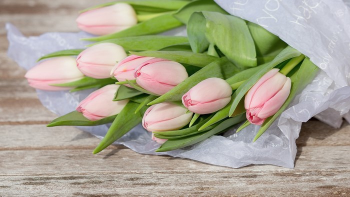 4K Pink Tulips Closeup