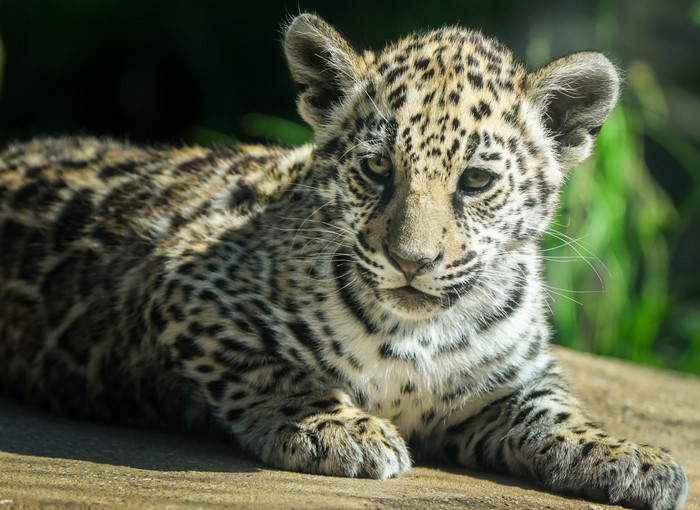 Jaguar Cub Lying Down