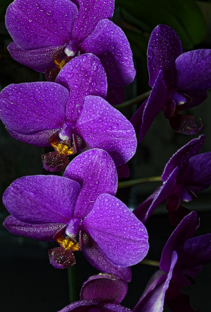 Close-up of purple orchids with water droplets