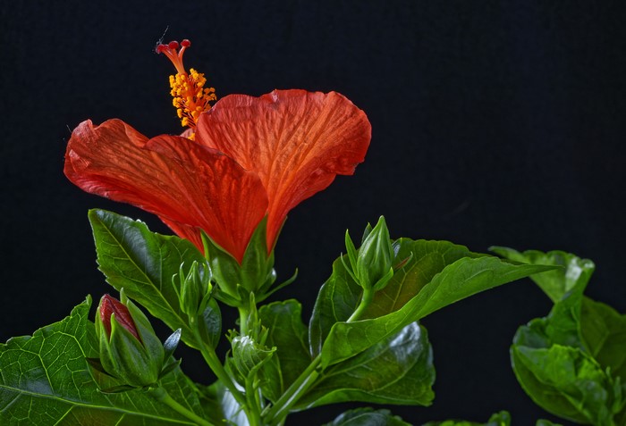Red Hibiscus Flower with Buds on Black Background