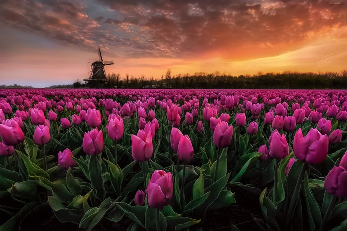 Pink Tulip Fields at Sunset in the Netherlands