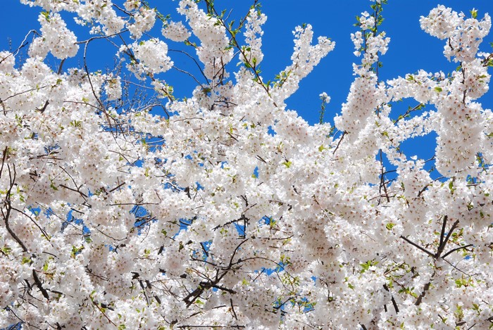 White Cherry Blossoms on Branches Against Blue Sky