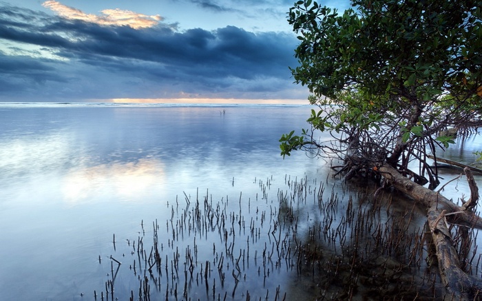 Mangrove tree roots in calm water at sunset