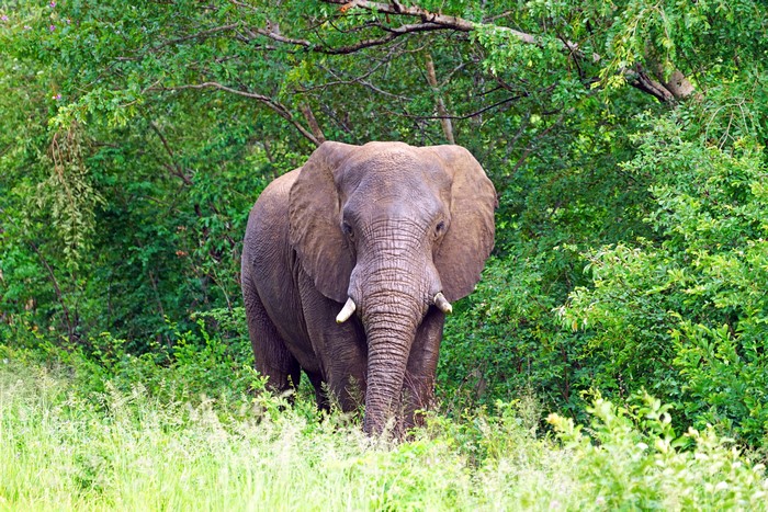 4K Elephant in Green Forest